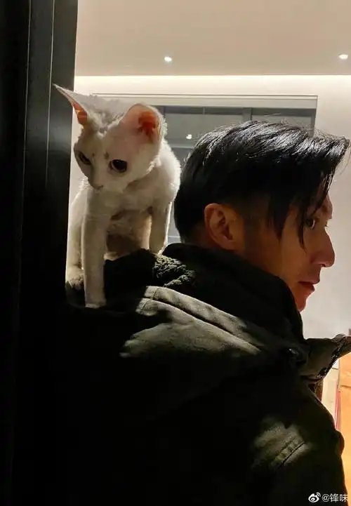谢霆锋露侧颜宠物猫骑肩头超帅气