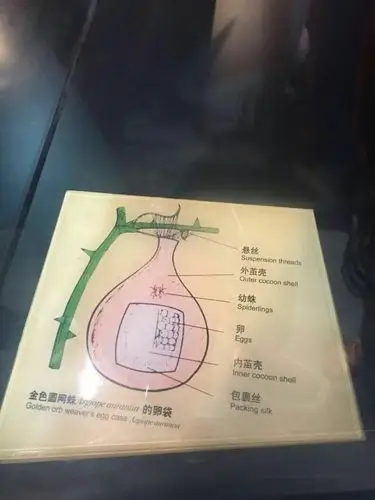 这就是蜘蛛的卵袋
