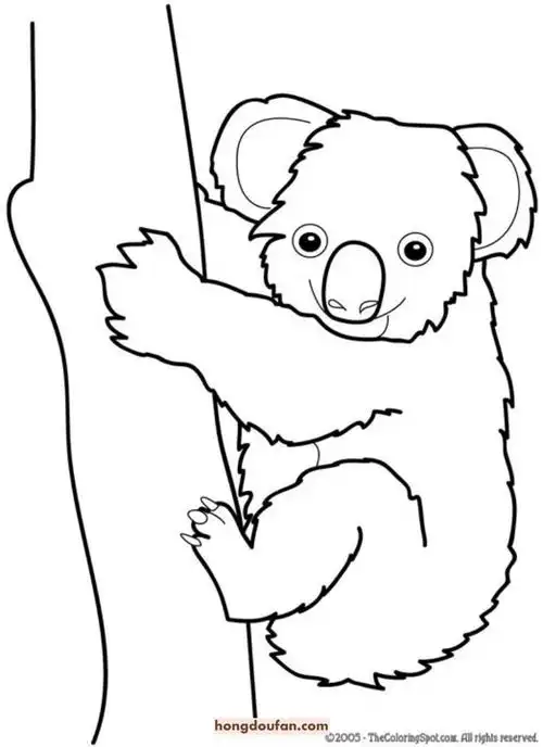 12张有趣的考拉简笔画填色图片大全