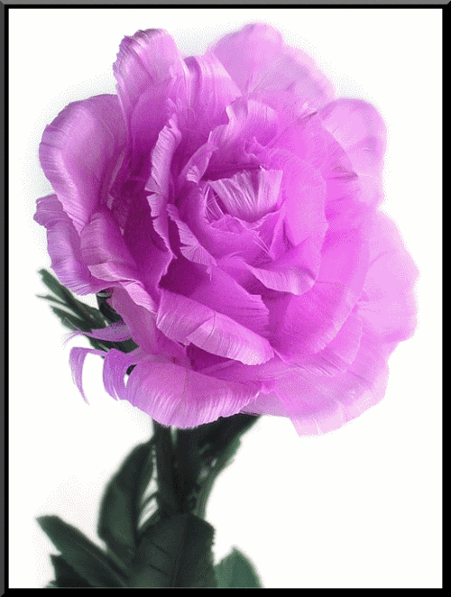 520_688竖版 竖屏gif 动态图 动图