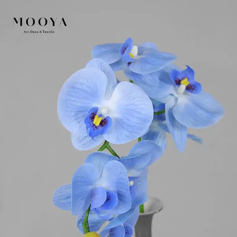 mooya识花笺-蝴蝶兰(无法拒绝的蓝色) 花语:幸福,纯洁,丰盛,快乐,满足