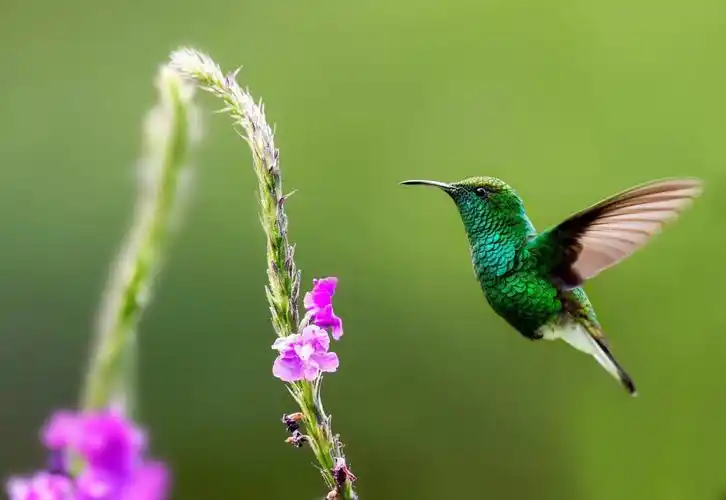 大自然的造物一鸟(发小的摄影作品)