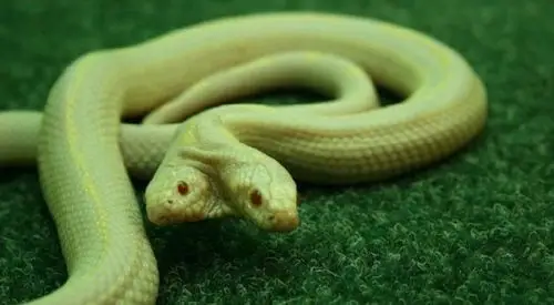 惊悚!全球变异双头蛇集锦