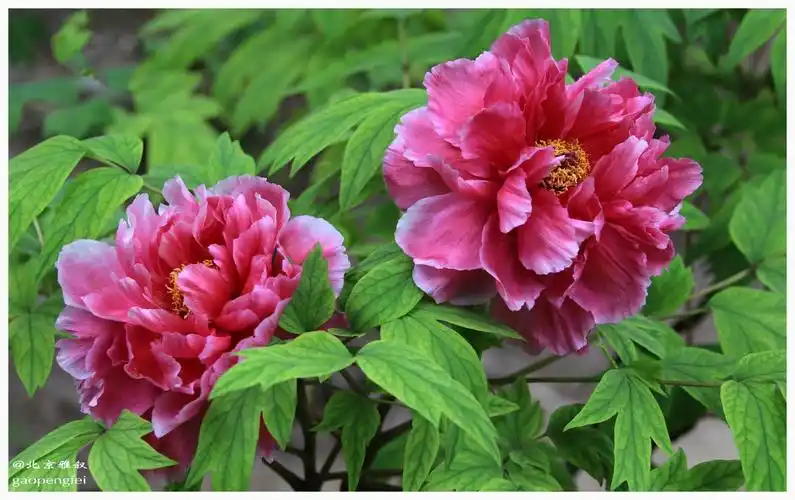 卷叶红(中原品种)