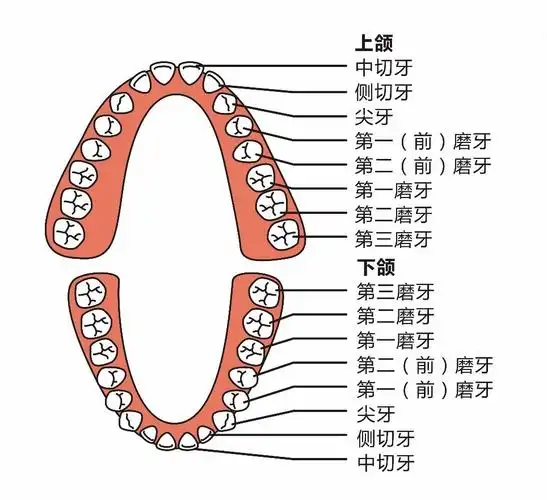 昆明儿牙科普:乳牙萌出的时间与顺序是怎样的?_牙齿_上颌_下颌