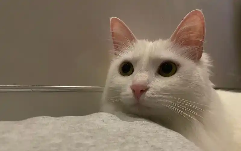 小猫咪睡觉分几步2