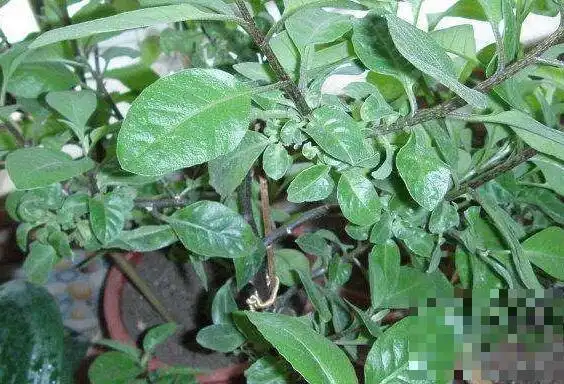 它是一种主要生长在干旱地带的三七品种,这种植物的叶子嫩绿,有很高的