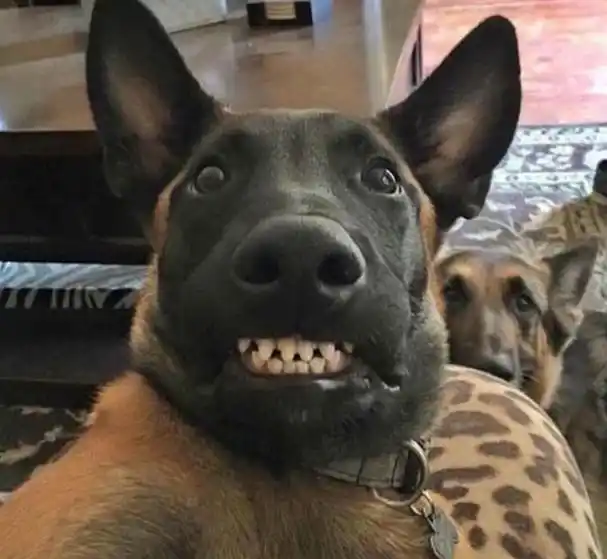 狗狗尴尬自拍 狗狗自拍搞笑图片