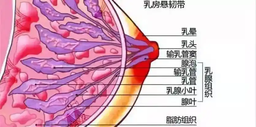 是我乳腺管太细导致的奶少么?