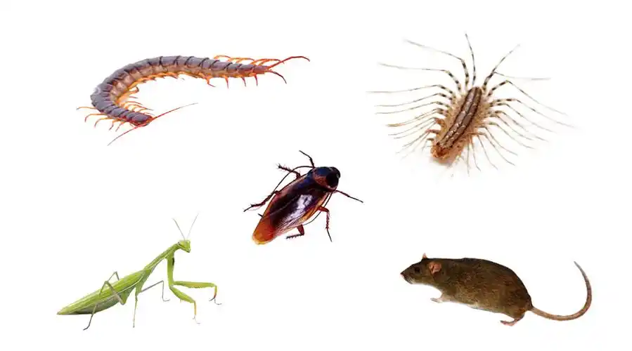 转发微博转发@好奇五先生:蟑螂被天敌. 来自扁扁是扁鹊的扁 - 微博