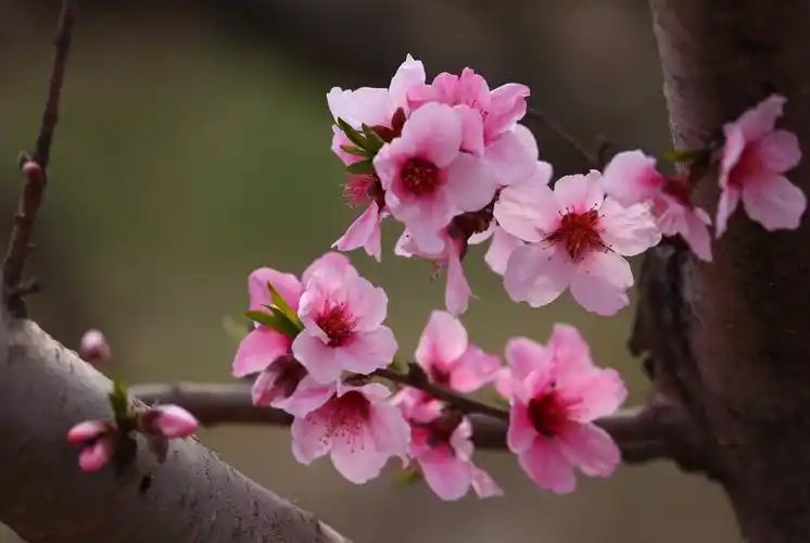 桃花盛开春满园