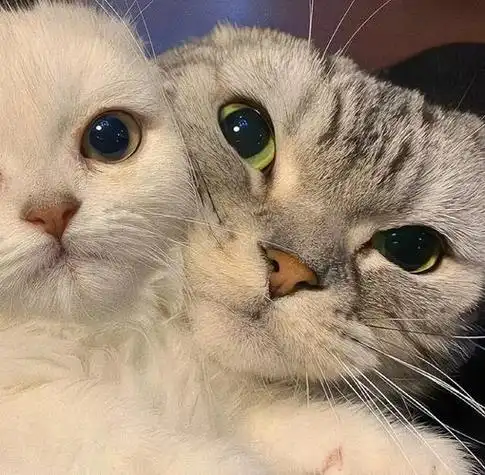 可爱猫咪情侣头像高清 情侣头像图片大全 -【爱个性】