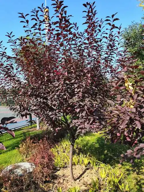 红叶梅虽无春日的芳华可也禁不住秋的诱惑,褐红色的叶子装点着公园