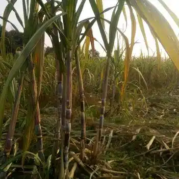蔗尾青贮 甘蔗尾货清除饲料使用.