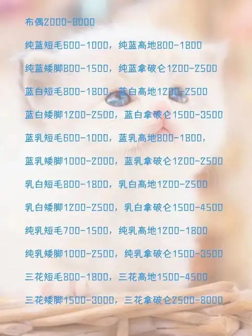 布偶及各类英短价格表