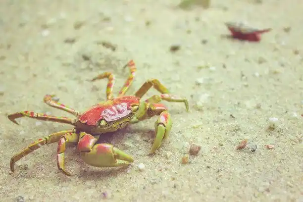 海边抓的小螃蟹能活久?