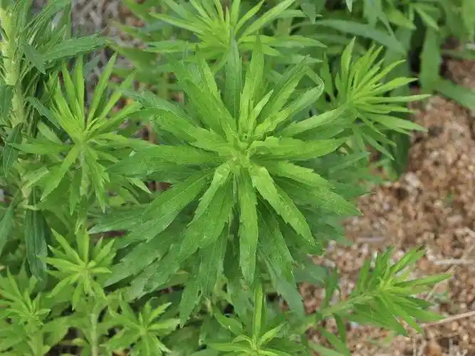 蓬草,全株可以入药,懂的人常常拔回家煮水喝|蓬草|农村|飞蓬_新浪新闻