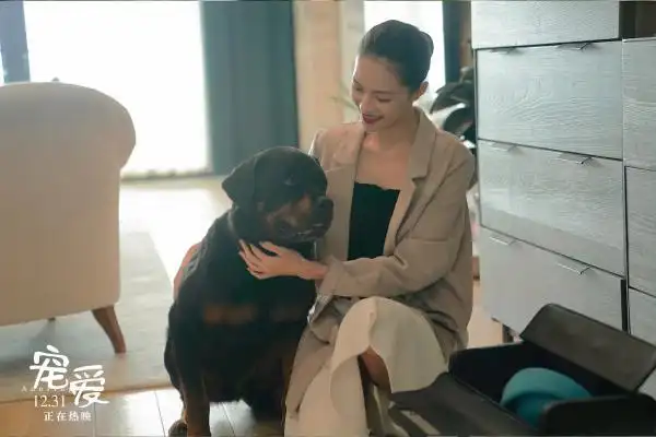 宠爱陈伟霆钟楚曦临场发挥设计新婚情节