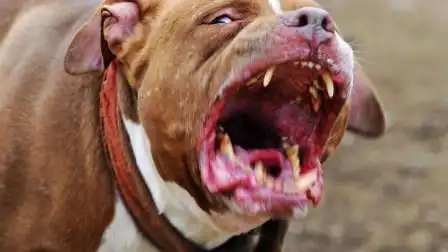 世界上凶恶的狗,每次打架都不服软,多个国家已经明令禁养了!