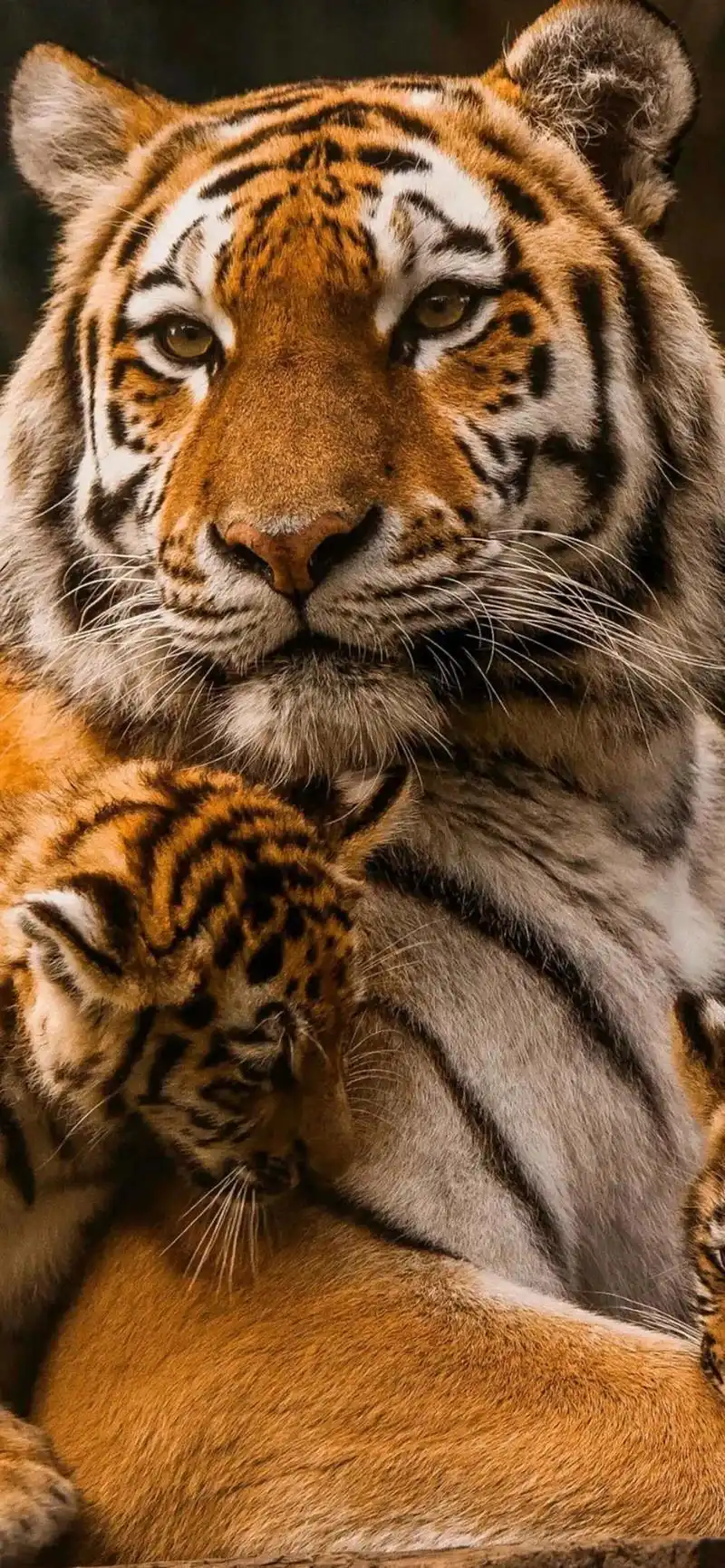 老虎壁纸,入山不怕虎伤人,只怕人情两面刀