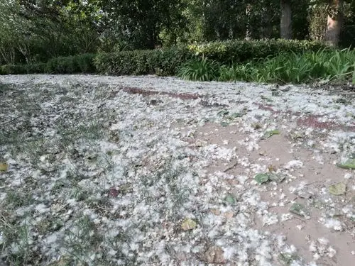 又到杨絮飘飞时