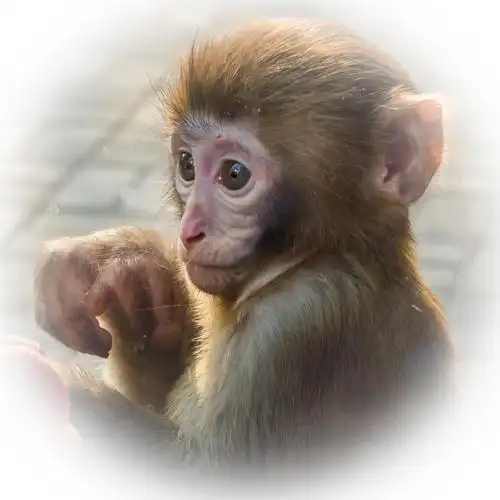 小毛猴