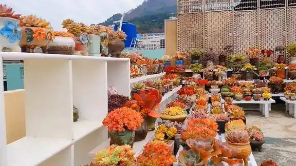 最美楼顶多肉花园有多肉的地方就是天堂网友直呼太壮观了