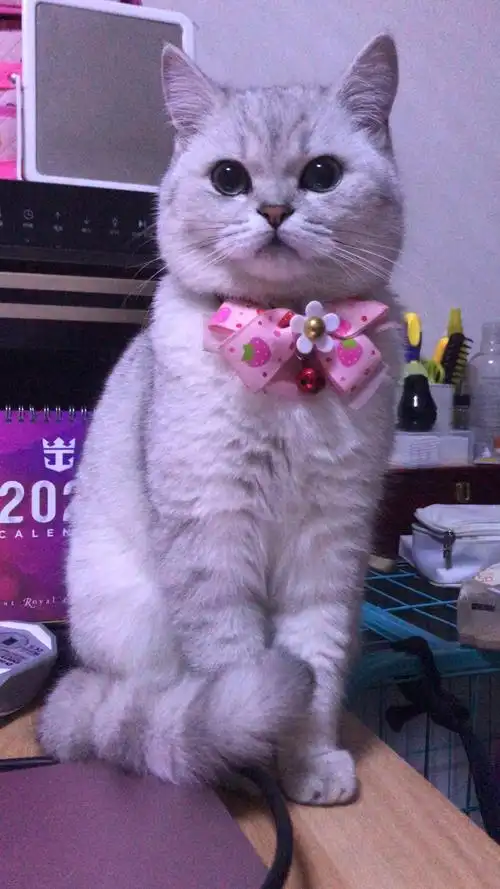 北京自家繁育银渐层银点血找靠谱家长