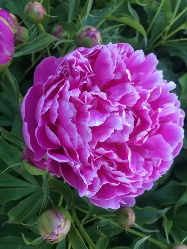 芍药花开了 手机拍照