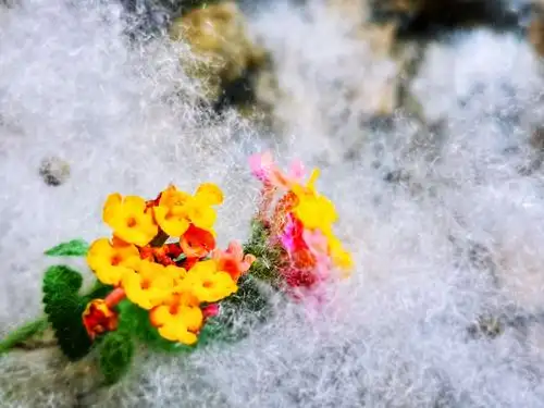 风吹过,满天飞舞的木棉花絮甚是好看,落在地里花间,被阳光折射,晶莹