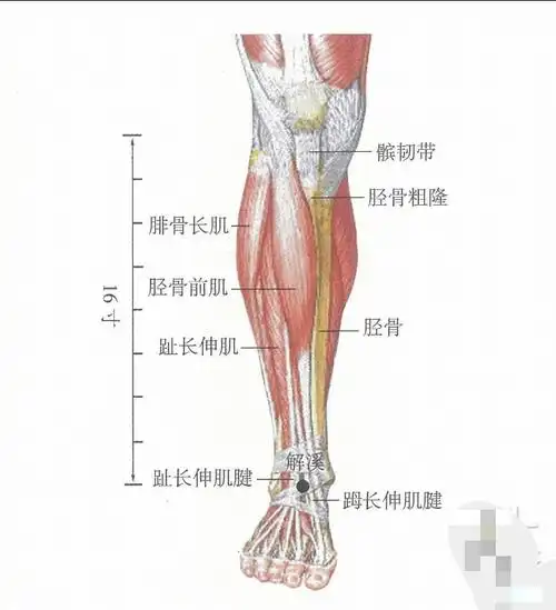 《针灸大成》 冲阳后一寸五分,腕上陷中,足大趾次趾直上跗上陷者宛宛