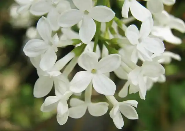 丁香花的花语和寓意是什么