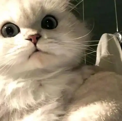 有没有看上去酷酷的男生猫头像?