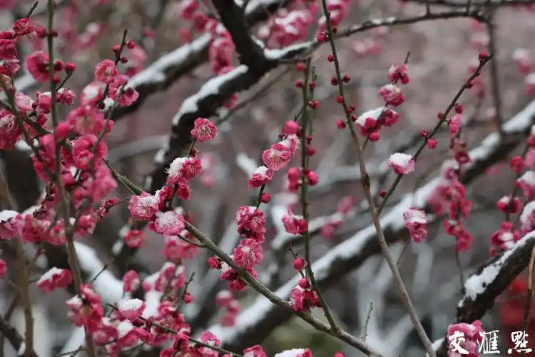 雪中梅花枝头俏