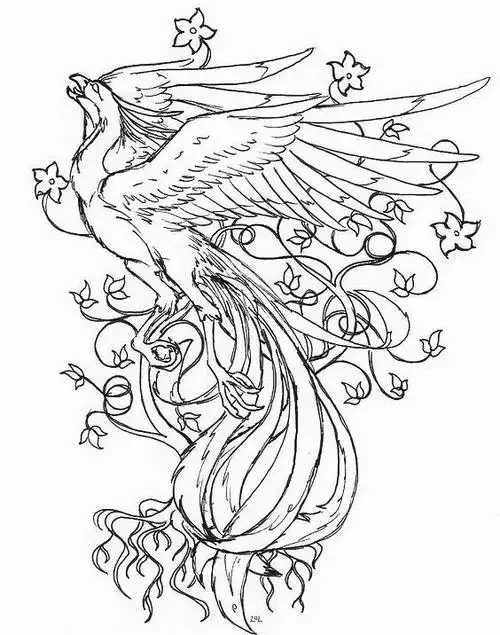 百鸟之王凤凰的高清白描线稿图临摹学画