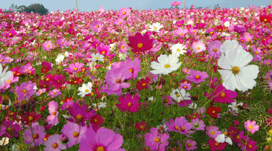 【老徐】夙兴夜寐 战不悬踵——武汉市育才高中高二英语组3月网上教学