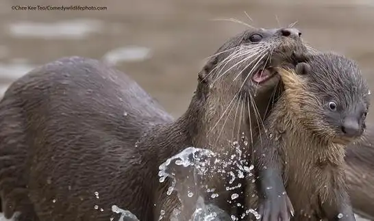 喜剧野生动物摄影奖,历年来的80个精彩作品|松鼠|狐猴|企鹅_网易订阅