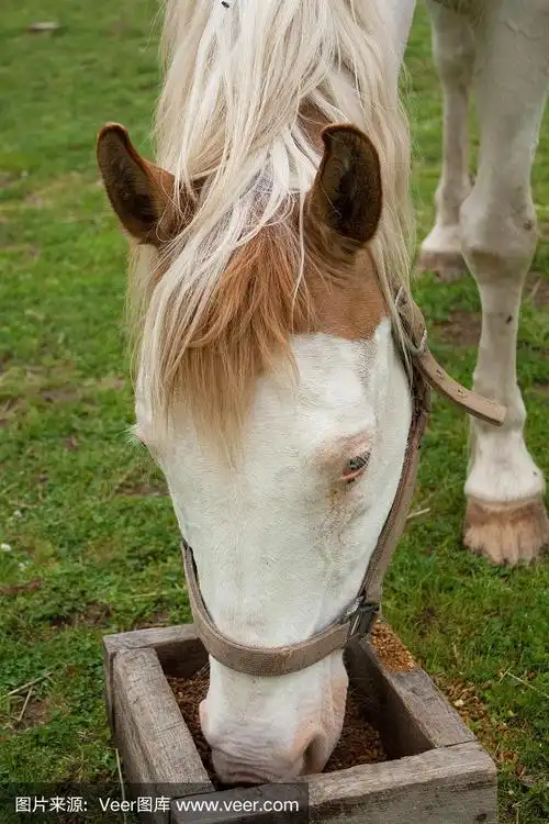 马,垂直画幅,褐色,绿色,动物耳朵