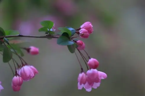 "花满四月天"在春暖花开的季节,聚焦花朵,随意感受大自然的生生气息.