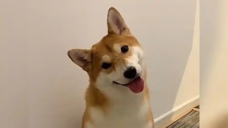 狗狗歪头杀的真正含义,并不是在卖萌!