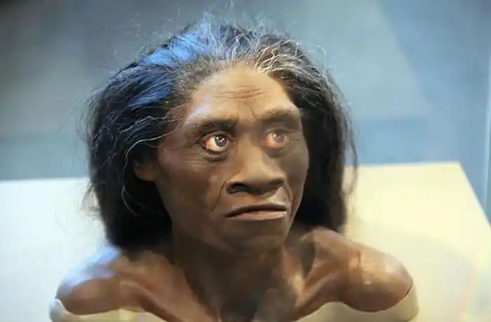 p>弗洛勒斯人(homo floresiensis),亦译弗洛瑞斯人.