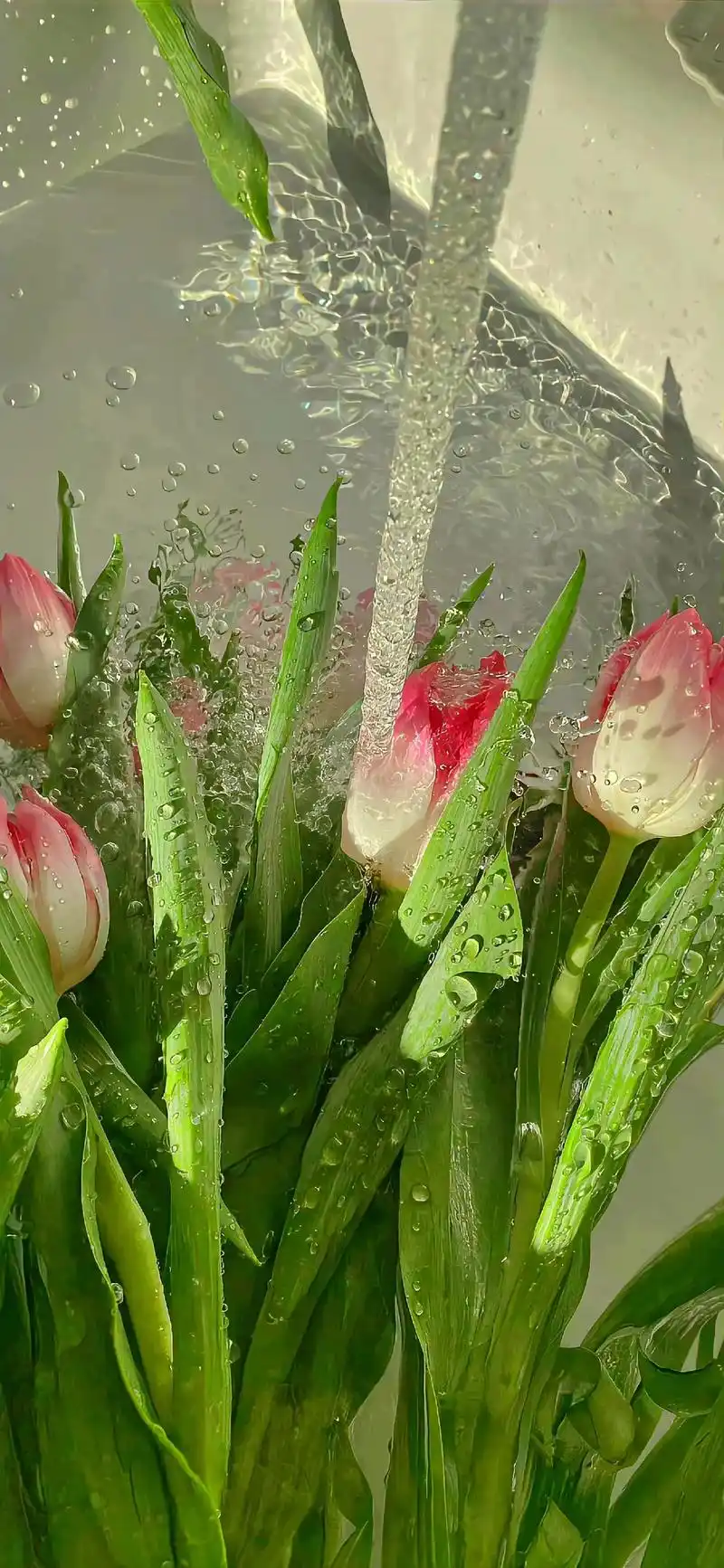 护眼系绿色壁纸.#壁纸手机超清全面屏 #你该换壁纸了 #唯美 - 抖音