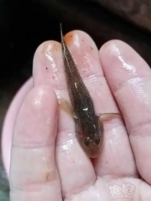 前几天发现河里有趴地的鱼