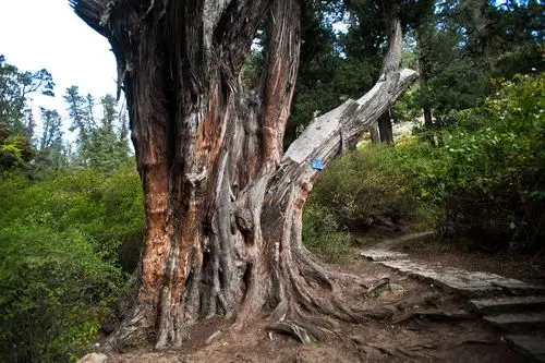 (西藏林芝这株有着2000多年历史的柏树王吸引着八方来客朝拜)