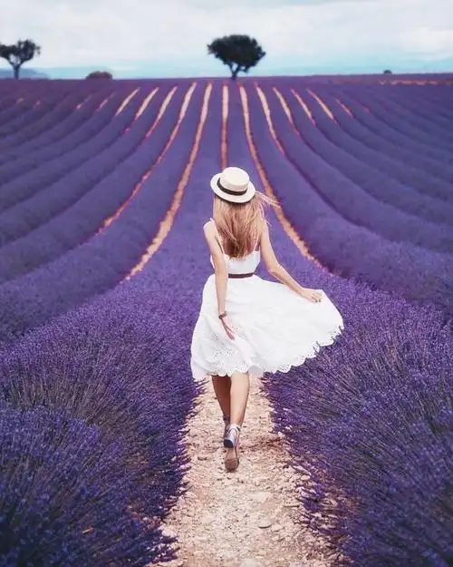 女头 女生头像 唯美 裙子 背影 法国 薰衣草 花野 普罗旺斯 旅行 欧洲