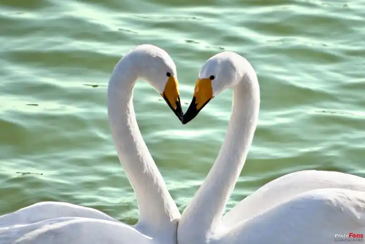 心形鹅