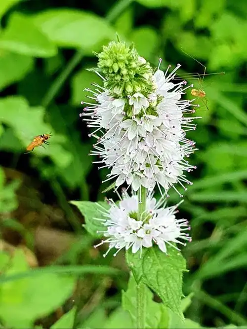 92洁白小清新,喜欢飞向花朵的小虫子78#薄荷  #花草 #手机摄影