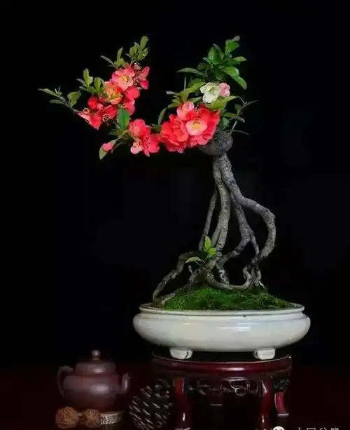 盆景欣赏(80)海棠盆景