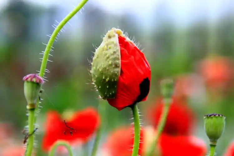 罂粟花的脱变