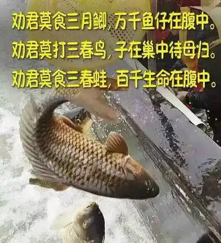 观音圣诞快到了,  为了自己积福积德,请放弃一切杀生来还愿.